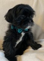 Shih Tzu Puppies for sale in Circleville, NY 10919, USA. price: NA