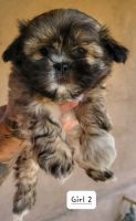 Shih Tzu Puppies for sale in Fontana, CA 92336, USA. price: NA
