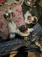Shih Tzu Puppies for sale in North Branch, MN, USA. price: NA