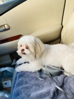 Shih Tzu Puppies for sale in Houston, TX 77072, USA. price: NA