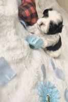 Shih Tzu Puppies for sale in 3847 Maddox Dr, Warren, MI 48092, USA. price: NA