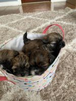 Shih Tzu Puppies for sale in Monroe, NY 10950, USA. price: NA