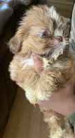 Shih Tzu Puppies for sale in Little Rock, AR 72204, USA. price: NA