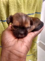 Shih Tzu Puppies for sale in Winnie, TX 77665, USA. price: NA
