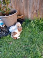Shih Tzu Puppies for sale in Bethlehem, PA, USA. price: NA