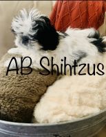 Shih Tzu Puppies for sale in Coachella, CA, USA. price: NA
