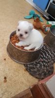Shih Tzu Puppies for sale in Jefferson, IA 50129, USA. price: NA