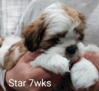 Shih Tzu Puppies for sale in Willingboro, NJ 08046, USA. price: NA