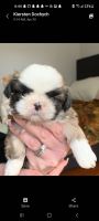 Shih Tzu Puppies for sale in Rahway, NJ 07065, USA. price: NA