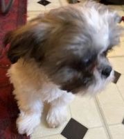 Shih Tzu Puppies for sale in Long Island City, NY 11103, USA. price: NA