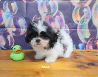 Shih Tzu Puppies for sale in Springfield, KY 40069, USA. price: NA