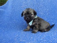 Shih Tzu Puppies for sale in Hacienda Heights, CA, USA. price: NA