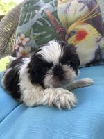 Shih Tzu Puppies for sale in Troutman, NC, USA. price: NA