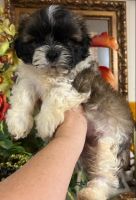 Shih Tzu Puppies for sale in Palm Bay, FL, USA. price: NA