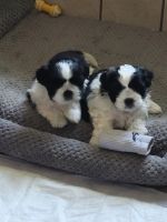 Shih Tzu Puppies for sale in Portland, TX 78374, USA. price: NA
