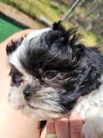 Shih Tzu Puppies for sale in Hutchinson, KS, USA. price: NA