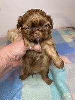 Shih Tzu Puppies for sale in Mt Airy, NC 27030, USA. price: NA