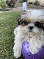 Shih Tzu Puppies for sale in Kern County, CA, USA. price: NA