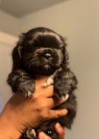 Shih Tzu Puppies for sale in Fresno, CA 93702, USA. price: NA