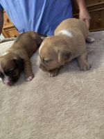 Shih Tzu Puppies for sale in Shoreham, MI 49085, USA. price: NA