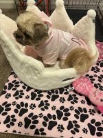 Shih Tzu Puppies for sale in Greenville, NC, USA. price: NA