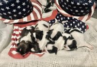 Shih Tzu Puppies for sale in Plainfield, WI 54966, USA. price: NA