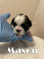 Shih Tzu Puppies for sale in Boston, MA, USA. price: NA