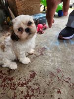 Shih Tzu Puppies for sale in Paoli, IN 47454, USA. price: NA