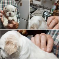 Shih Tzu Puppies for sale in Hawthorne, FL 32640, USA. price: NA