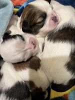 Shih Tzu Puppies for sale in Corona, CA 92878, USA. price: NA