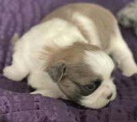 Shih Tzu Puppies for sale in Grand Ledge, MI 48837, USA. price: NA