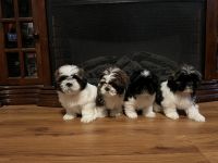 Shih Tzu Puppies Photos