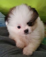 Shih Tzu Puppies for sale in Los Angeles, CA, USA. price: NA