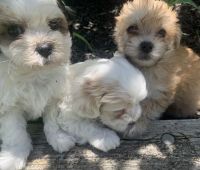 Shih Tzu Puppies for sale in 308 Hartford Dr, Hamilton, OH 45013, USA. price: NA