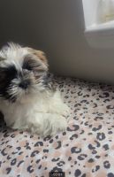 Shih Tzu Puppies for sale in Indianapolis, IN, USA. price: NA
