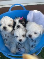 Shih Tzu Puppies for sale in Brighton, CO, USA. price: NA