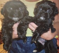 Shih Tzu Puppies for sale in Rome, GA, USA. price: NA