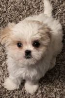 Shih Tzu Puppies for sale in Fort Worth, TX, USA. price: NA