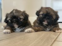 Shih Tzu Puppies for sale in Sarasota, FL, USA. price: NA