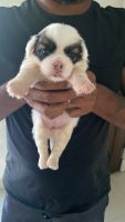 Shih Tzu Puppies for sale in Manikonda Jagir, Telangana, India. price: 15000 INR