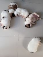 Shih Tzu Puppies for sale in Manikonda Jagir, Telangana, India. price: 25000 INR