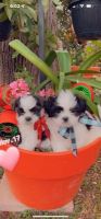 Shih Tzu Puppies for sale in 1803 Marshall Cross, San Antonio, TX 78214, USA. price: NA