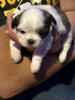 Shih Tzu Puppies for sale in Temple, TX, USA. price: NA