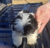 Shih Tzu Puppies for sale in Duff, IN 47542, USA. price: NA