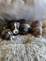 Shih Tzu Puppies for sale in 2301 Mahone Ave, Fort Lee, VA 23801, USA. price: NA
