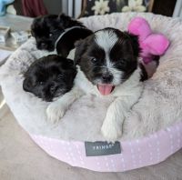 Shih Tzu Puppies for sale in Waipahu, HI 96797, USA. price: NA