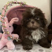 Shih Tzu Puppies for sale in Houston, TX, USA. price: NA