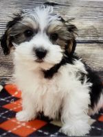 Shih Tzu Puppies for sale in Youngstown, OH 44509, USA. price: NA