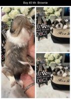 Shih Tzu Puppies for sale in Biggs, CA 95917, USA. price: NA