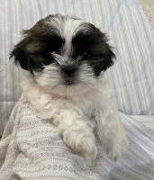 Shih Tzu Puppies for sale in South Windsor, CT, USA. price: NA